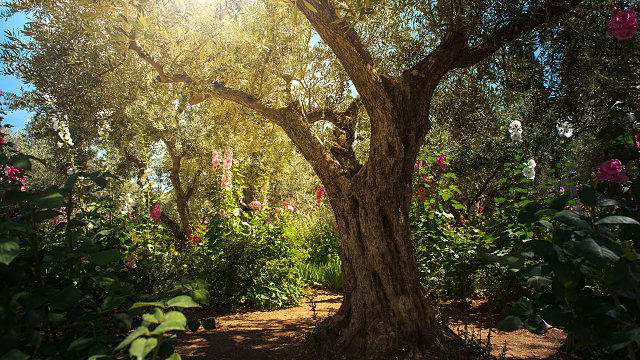 /images/r/olive-tree-in-garden/c640x360g0-236-4500-2768/olive-tree-in-garden.jpg